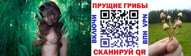 Галлюциногенные грибы ЛСД  Купить где  Ядрин 